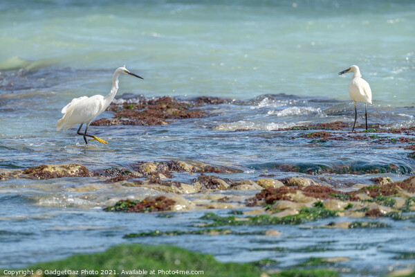 Little Egrets at sea  Picture Board by GadgetGaz Photo