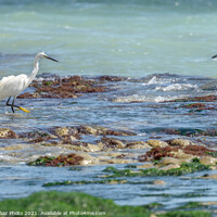 Buy canvas prints of Little Egrets at sea  by GadgetGaz Photo