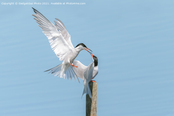 Common Terns Squabbling Picture Board by GadgetGaz Photo