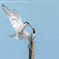 Buy canvas prints of Common Terns Squabbling by GadgetGaz Photo