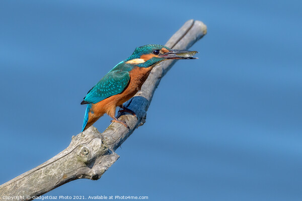 Kingfisher with a fish Picture Board by GadgetGaz Photo