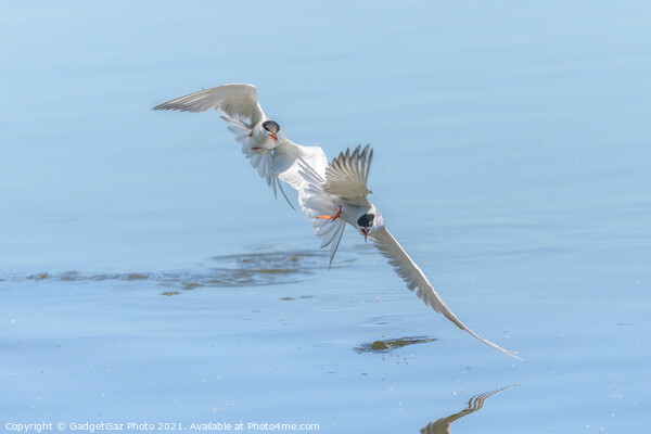 Common Terns chasing  Picture Board by GadgetGaz Photo