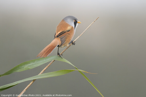 Bearded Reedling Male Picture Board by GadgetGaz Photo