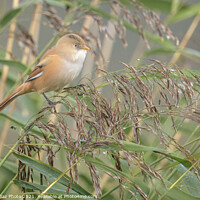 Buy canvas prints of Bearded tit female by GadgetGaz Photo