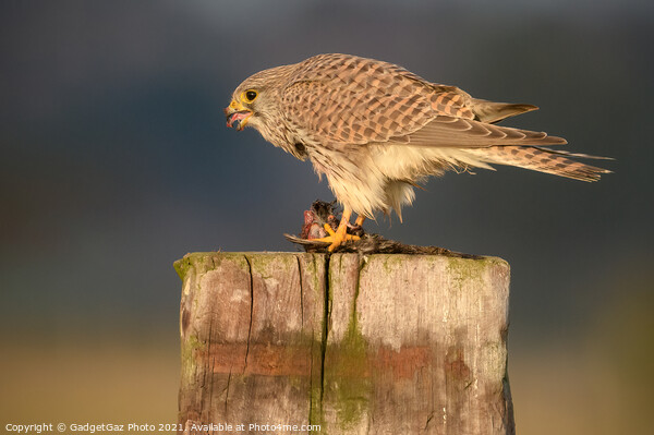 Kestrel with her prey Picture Board by GadgetGaz Photo
