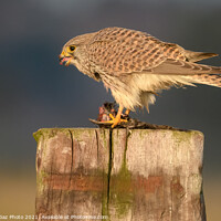 Buy canvas prints of Kestrel with her prey by GadgetGaz Photo