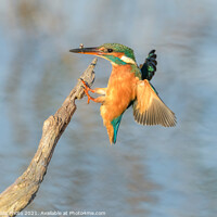 Buy canvas prints of Kingfisher with a fish by GadgetGaz Photo