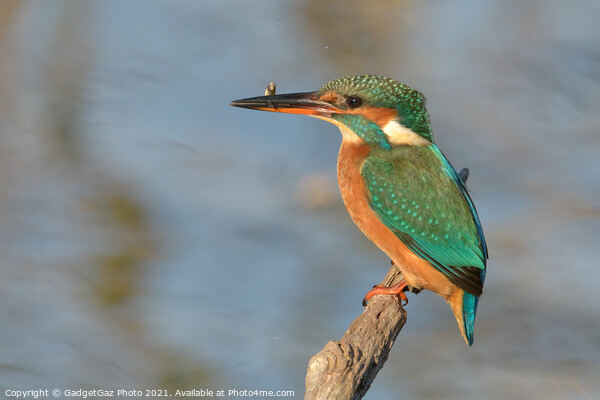 Female Kingfisher with a fish Picture Board by GadgetGaz Photo