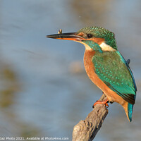 Buy canvas prints of Female Kingfisher with a fish by GadgetGaz Photo