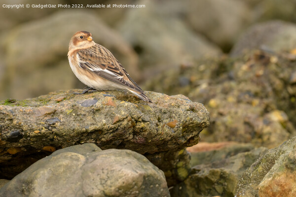Snow bunting on the rocks Picture Board by GadgetGaz Photo