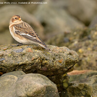 Buy canvas prints of Snow bunting on the rocks by GadgetGaz Photo