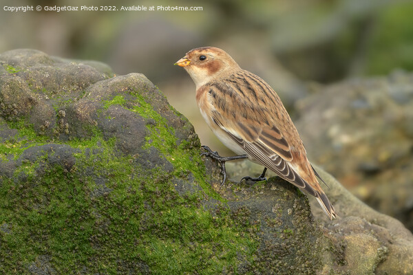 Snow bunting feeding on the rocks Picture Board by GadgetGaz Photo