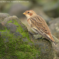 Buy canvas prints of Snow bunting feeding on the rocks by GadgetGaz Photo