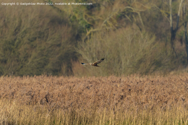 Male Marsh Harrier gliding over the reedbeds Picture Board by GadgetGaz Photo