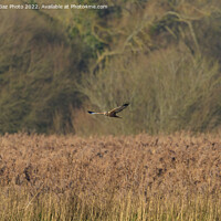 Buy canvas prints of Male Marsh Harrier gliding over the reedbeds by GadgetGaz Photo