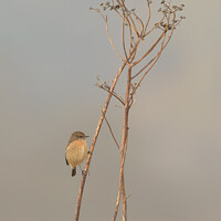 Buy canvas prints of Stonechat (Female) by GadgetGaz Photo