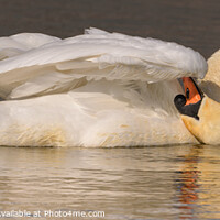 Buy canvas prints of Swan preening panoramic  by GadgetGaz Photo