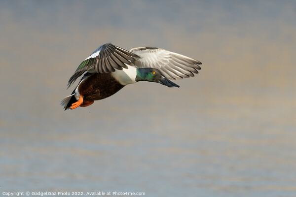 Shoveler Duck in flight Picture Board by GadgetGaz Photo