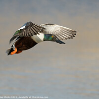Buy canvas prints of Shoveler Duck in flight by GadgetGaz Photo