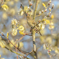 Buy canvas prints of Chiffchaff within the Spring Blossom by GadgetGaz Photo