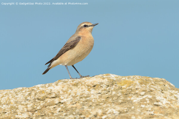 A Wheatear on the rocks at sea Picture Board by GadgetGaz Photo