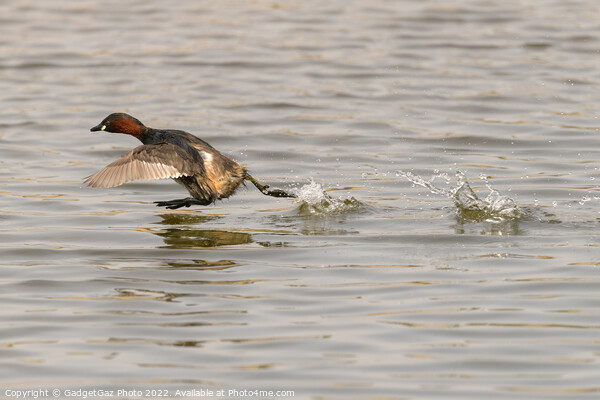 A Little grebe running across the water Picture Board by GadgetGaz Photo