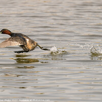 Buy canvas prints of A Little grebe running across the water by GadgetGaz Photo