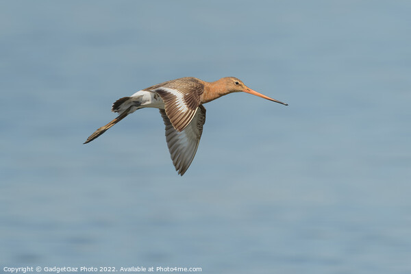 Black-tailed godwit Picture Board by GadgetGaz Photo