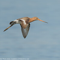 Buy canvas prints of Black-tailed godwit by GadgetGaz Photo
