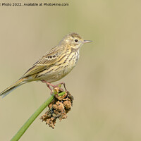Buy canvas prints of Meadow pipit by GadgetGaz Photo