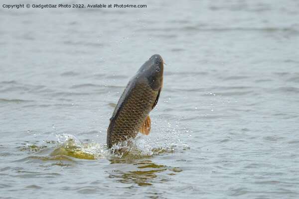 Common Carp jumping out of a Lake Picture Board by GadgetGaz Photo