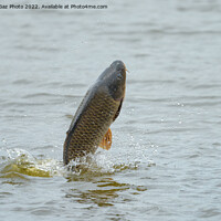 Buy canvas prints of Common Carp jumping out of a Lake by GadgetGaz Photo
