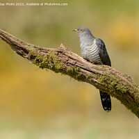 Buy canvas prints of Colin the Cuckoo Portrait by GadgetGaz Photo
