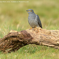 Buy canvas prints of Cuckoo portrait perched by GadgetGaz Photo