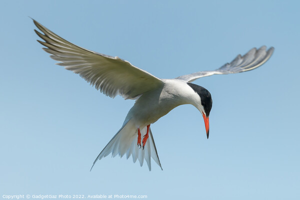 Common Tern looking down Picture Board by GadgetGaz Photo