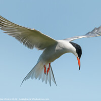 Buy canvas prints of Common Tern looking down by GadgetGaz Photo