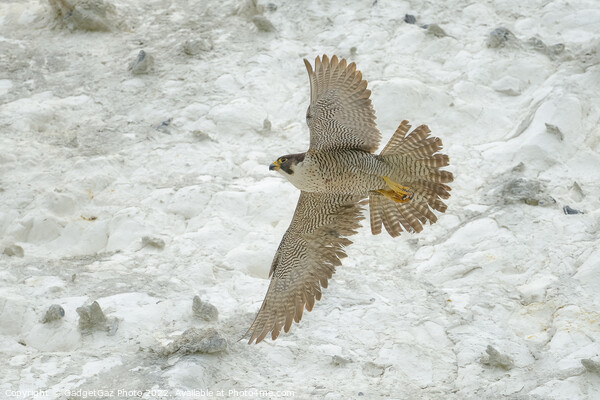 Peregrine falcon in flight Picture Board by GadgetGaz Photo