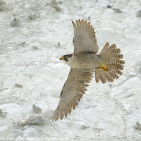 Buy canvas prints of Peregrine falcon in flight by GadgetGaz Photo