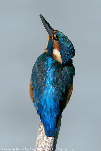 Kingfisher looking up Picture Board by GadgetGaz Photo