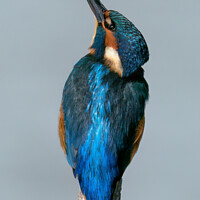 Buy canvas prints of Kingfisher looking up by GadgetGaz Photo
