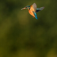 Buy canvas prints of Kingfisher hovering by GadgetGaz Photo