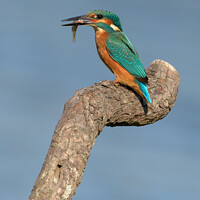Buy canvas prints of Kingfisher with a fish by GadgetGaz Photo