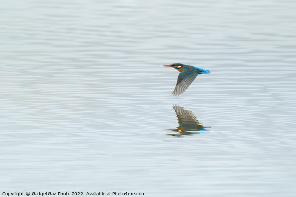 Low flying Kingfisher Picture Board by GadgetGaz Photo