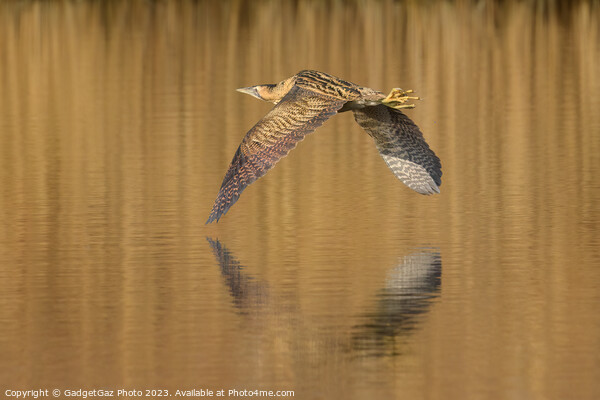 Bittern flying over the lake Picture Board by GadgetGaz Photo