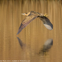 Buy canvas prints of Bittern flying over the lake by GadgetGaz Photo