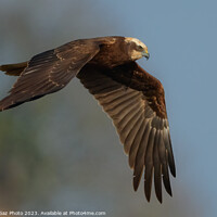 Buy canvas prints of Marsh Harrier in flight by GadgetGaz Photo