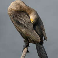 Buy canvas prints of Cormorant Perched by GadgetGaz Photo