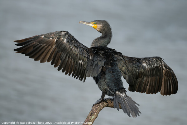 Cormorant with wings spread Picture Board by GadgetGaz Photo