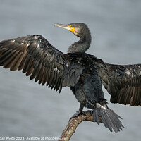 Buy canvas prints of Cormorant with wings spread by GadgetGaz Photo