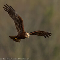 Buy canvas prints of Marsh Harrier female by GadgetGaz Photo